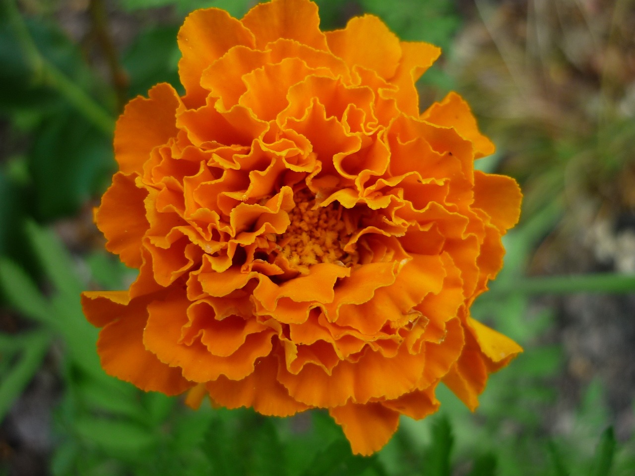 10 Creative Ideas for Flower Bed Edging