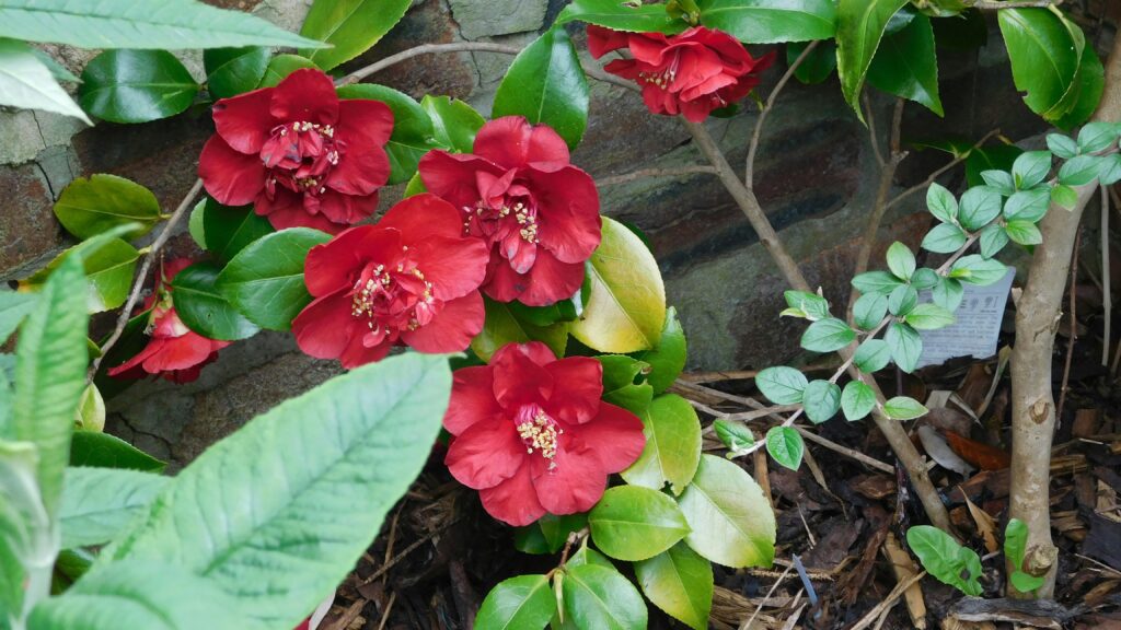 All Things Landscape Gardening: Perfect for Your Own Garden