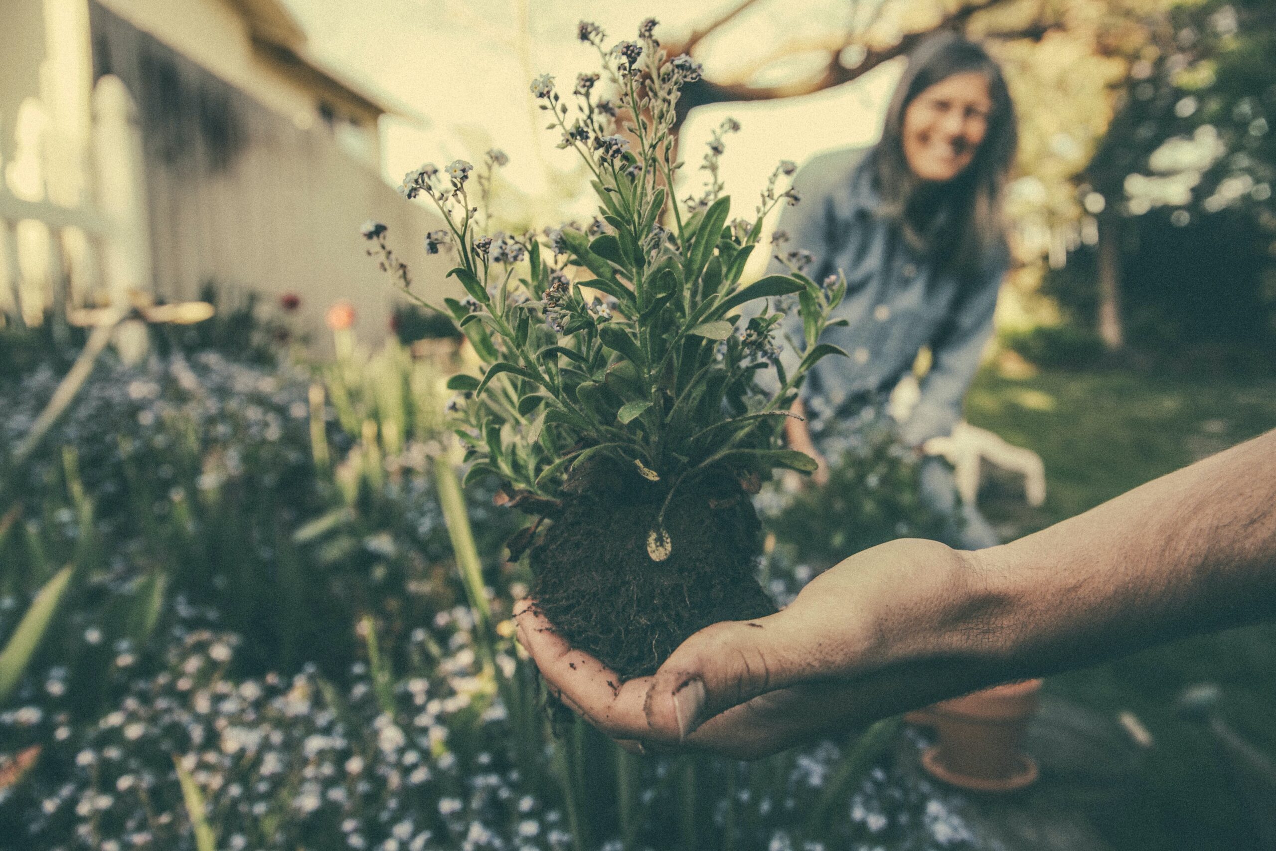 Effective Weed Treatment for a Lush Lawn
