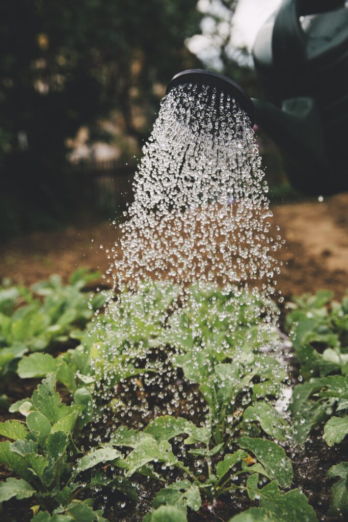 Essential Tips for Lawn and Garden Maintenance
