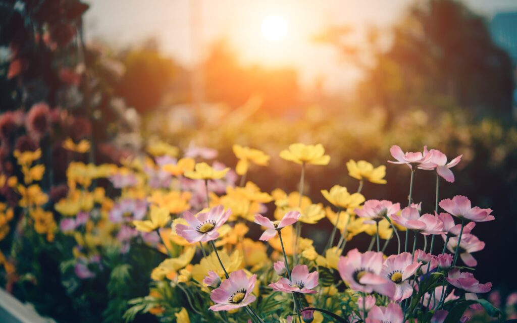 Get a Lush Lawn with Weed Man Lawn Service