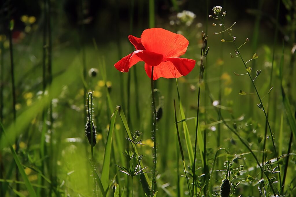 Principles for Creating a Beautiful Landscape Garden