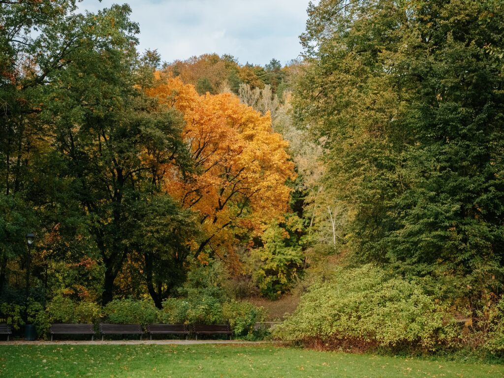 The Ultimate Guide to Lawn and Garden Services