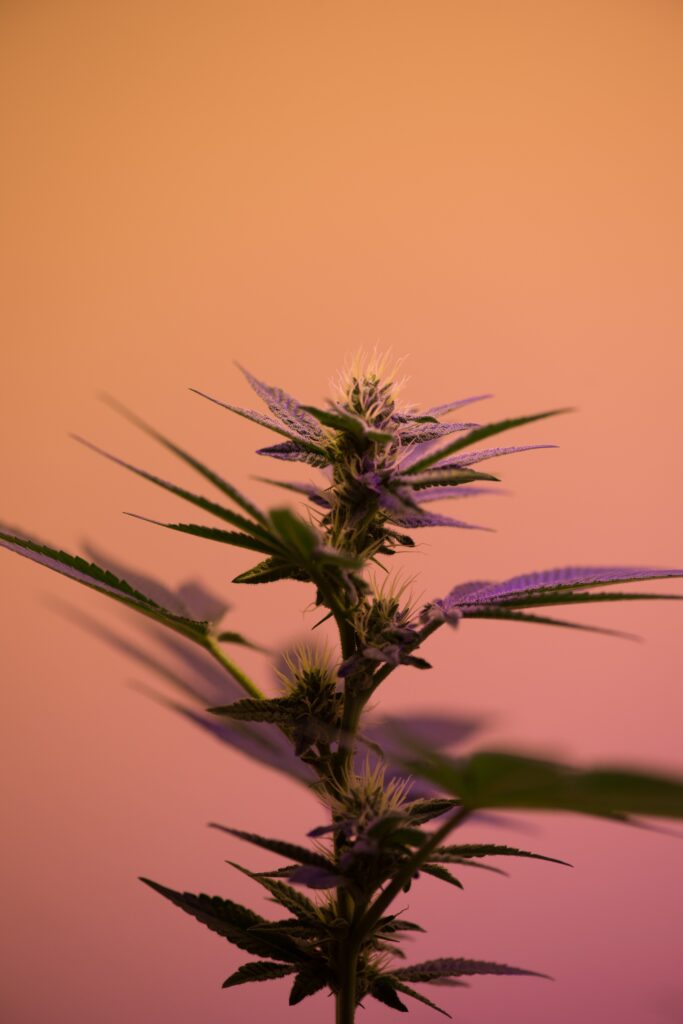 The Ultimate Guide to Weed Control in Lawn Care